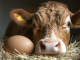 Photo prise par Lucie d'une vache couvant son oeuf. (Génération par IA of course).